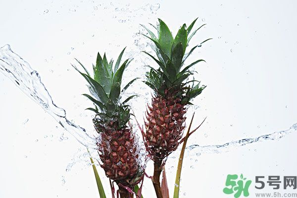 菠蘿和螃蟹能一起吃嗎？菠蘿能與螃蟹同吃嗎？