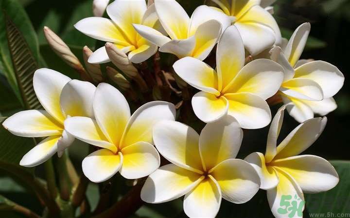 懷孕了能養(yǎng)花嗎？養(yǎng)什么花對(duì)胎兒好？