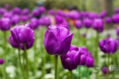 懷孕了能養(yǎng)花嗎？養(yǎng)什么花對(duì)胎兒好？