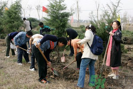 植樹(shù)節(jié)在哪里可以買樹(shù)苗?植樹(shù)節(jié)可以自己種樹(shù)嗎?