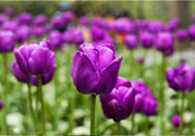 懷孕了能養(yǎng)花嗎？養(yǎng)什么花對胎兒好？