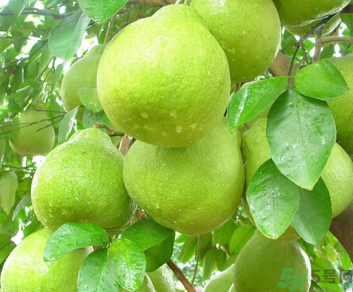 春季吃什么養(yǎng)生？春季怎樣養(yǎng)生？