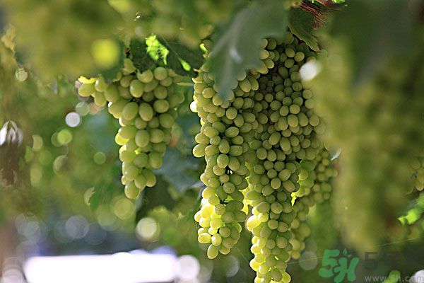吃葡萄對(duì)皮膚好嗎？吃葡萄可以延緩衰老嗎？