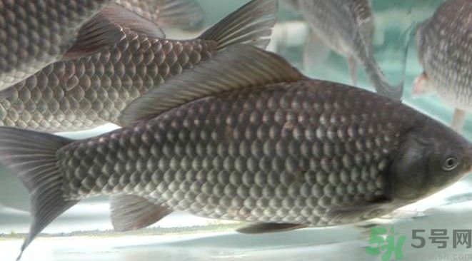 吃魚真的能變聰明嗎？喝魚湯有什么好處？