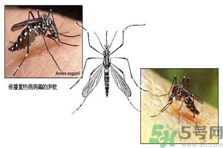 黃熱病可以吃水果嗎？怎么預(yù)防黃熱病癥狀？