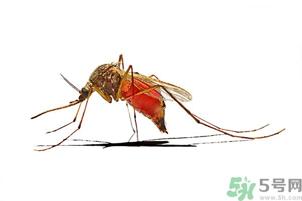 打黃熱病疫苗注意事項(xiàng)？防蚊蟲叮咬的最好方法