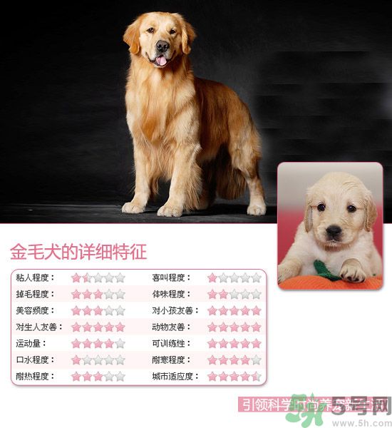 熱門寵物排名你知道嗎？寵物明星有哪些？