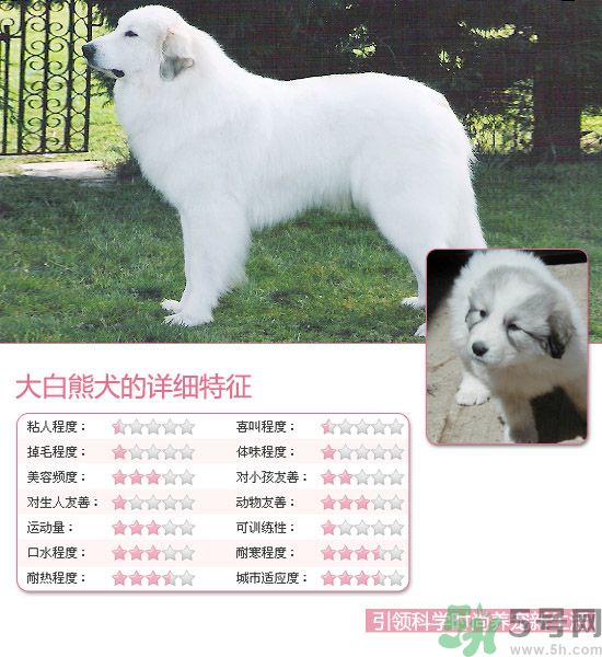 熱門寵物排名你知道嗎？寵物明星有哪些？