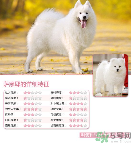 熱門寵物排名你知道嗎？寵物明星有哪些？