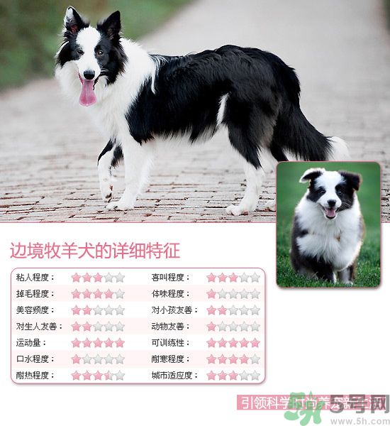 熱門寵物排名你知道嗎？寵物明星有哪些？
