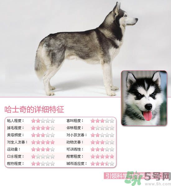 熱門寵物排名你知道嗎？寵物明星有哪些？