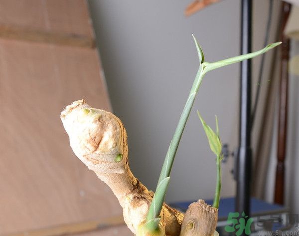 生姜發(fā)芽了能吃嗎？生姜發(fā)綠了能吃嗎？