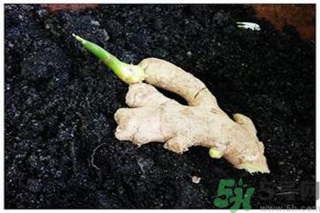 生姜發(fā)芽了能吃嗎？生姜發(fā)綠了能吃嗎？
