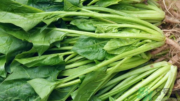 吃菠菜能補(bǔ)鐵嗎？吃蔬菜鐵效果好嗎？