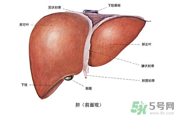 得了脂肪肝該怎么治？脂肪肝對人體危害有多大？