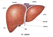 得了脂肪肝該怎么治？脂肪肝對人體危害有多大？