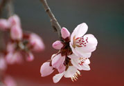 春分時養(yǎng)生要注意什么？春分要預防哪些疾??？