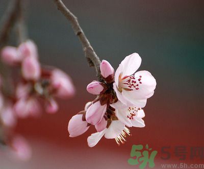 春分時(shí)養(yǎng)生要注意什么？春分要預(yù)防哪些疾病？