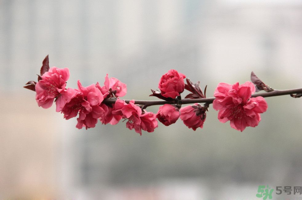 什么花可以凈化空氣？什么花可以減肥？