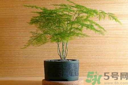 什么花可以凈化空氣？什么花可以減肥？