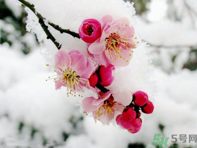 清明節(jié)有哪些習(xí)俗？清明節(jié)習(xí)俗的來(lái)源？