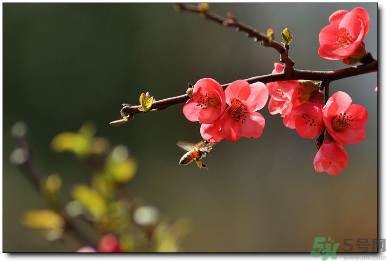 清明節(jié)有哪些習(xí)俗？清明節(jié)習(xí)俗的來(lái)源？