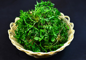薺菜根能吃嗎？薺菜要去根吃嗎？