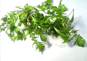 薺菜可以泡水喝嗎？薺菜泡水喝有什么好處？