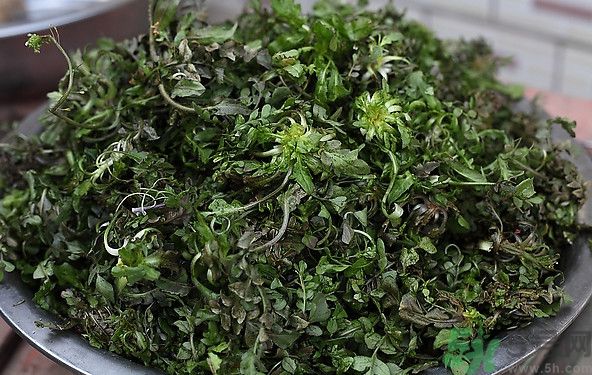 薺菜為什么是苦的？薺菜味道苦嗎？