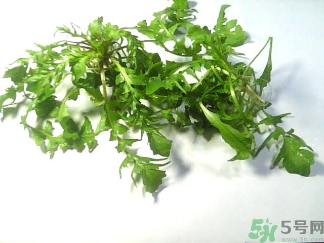 薺菜可以泡水喝嗎？薺菜泡水喝有什么好處？
