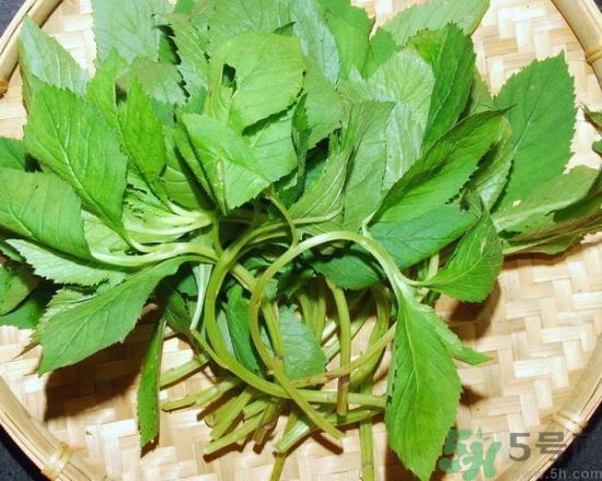 薺菜可以泡水喝嗎？薺菜泡水喝有什么好處？