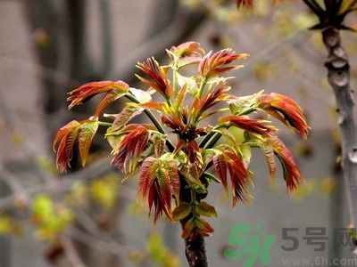 香椿好吃嗎？香椿可以做菜嗎？
