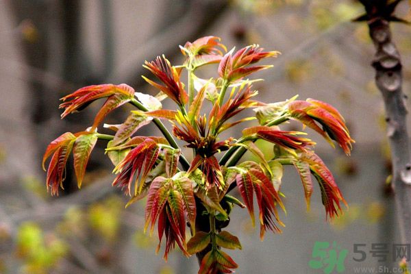 香椿好吃嗎？香椿可以做菜嗎？