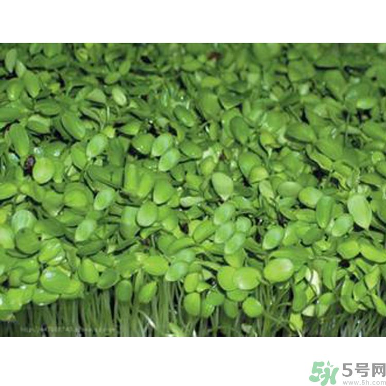 吃香椿要焯水嗎？吃香椿焯水還有營養(yǎng)價值嗎？
