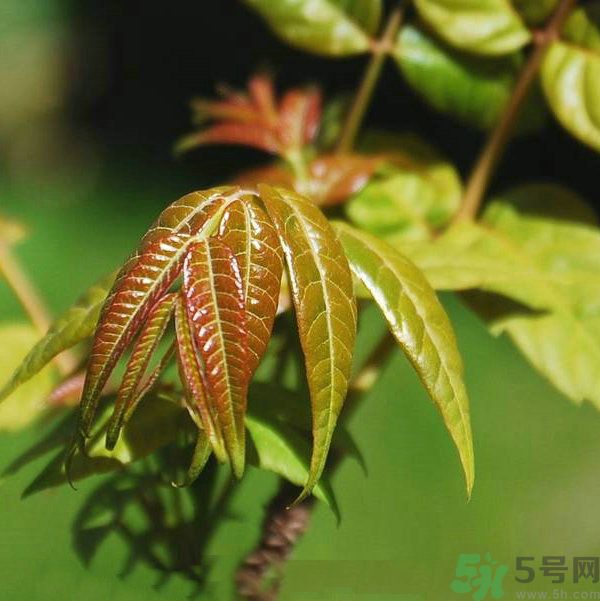 吃香椿要焯水嗎？吃香椿焯水還有營養(yǎng)價值嗎？