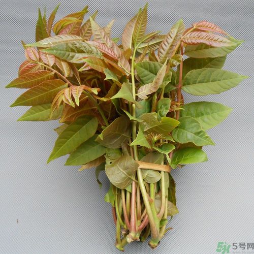吃香椿要焯水嗎？吃香椿焯水還有營養(yǎng)價值嗎？