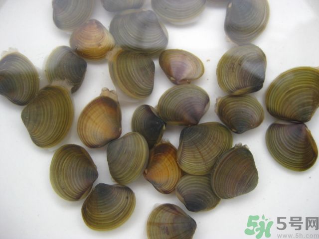 河蚌要怎么清洗才干凈？河蚌的清洗方法？