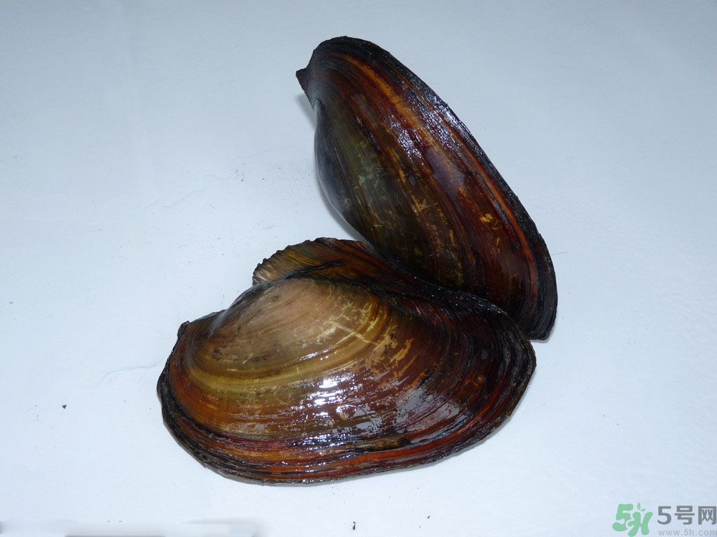 河蚌要怎么清洗才干凈？河蚌的清洗方法？