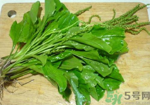 車前草能治痛風(fēng)嗎？車前草對(duì)痛風(fēng)的作用
