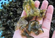 地皮菜孕婦能吃嗎？地皮菜孕婦吃好嗎？