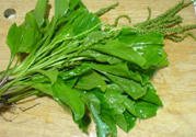 車(chē)前草能治痛風(fēng)嗎？車(chē)前草對(duì)痛風(fēng)的作用