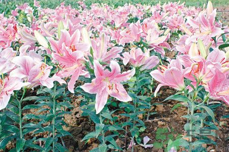百合花可以吃嗎？百合花吃哪種？