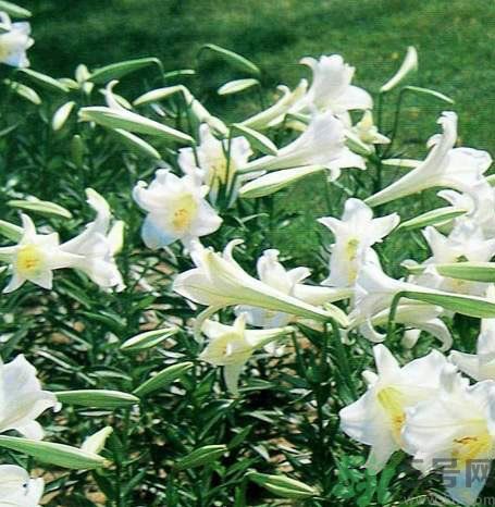 百合花可以吃嗎？百合花吃哪種？
