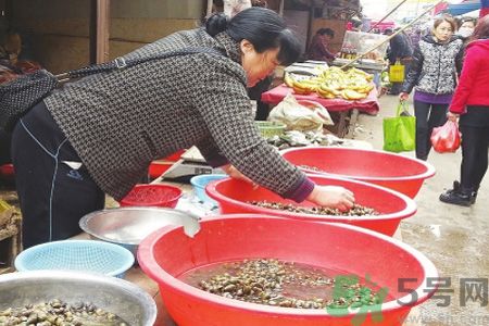 怎么挑選螺螄？螺螄怎么清洗？