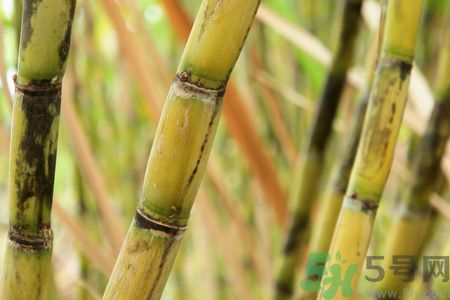 清明節(jié)可以吃甘蔗嗎？清明節(jié)不能吃哪些食物？