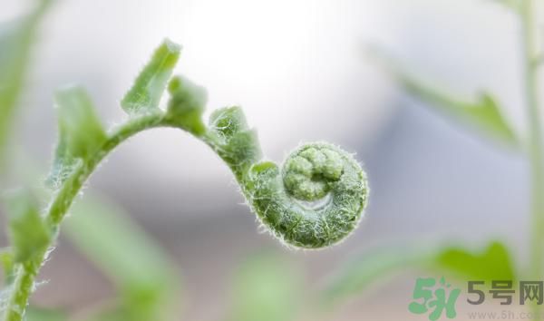 清明節(jié)可以吃甘蔗嗎？清明節(jié)不能吃哪些食物？