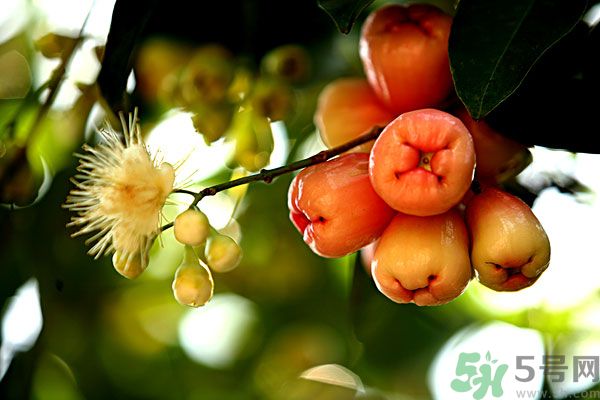 蓮霧月經(jīng)期間能吃嗎？來月經(jīng)能不能吃蓮霧？