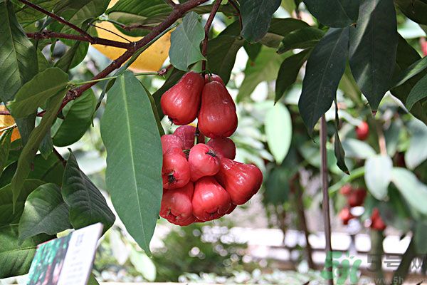 蓮霧月經(jīng)期間能吃嗎？來月經(jīng)能不能吃蓮霧？