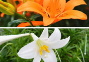 百合花可以吃嗎？百合花吃哪種？