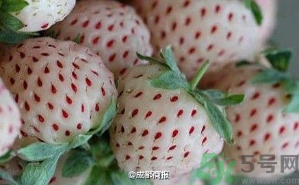 菠蘿莓好吃嗎？菠蘿莓好不好吃？